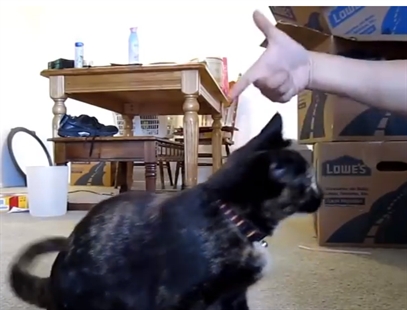 Shooting cats (with a finger gun of course!) | iNFOnews.ca
