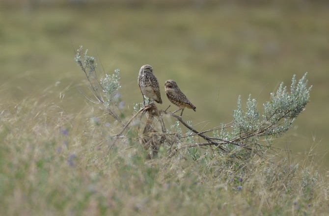 Nearly extinct burrowing owls near Kamloops have a new threat — photographers | iNFOnews.ca Nearly extinct burrowing owls near Kamloops have a new threat — photographers | iNFOnews.ca