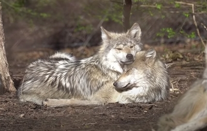TRENDING NOW: Wolves having an aggressive snuggle | iNFOnews.ca