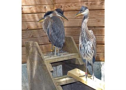 More than a dozen great blue heron fledglings found dead in B.C. | iNFOnews.ca