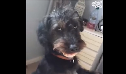 TRENDING NOW: Dog gets a new smile after stealing dentures | iNFOnews.ca