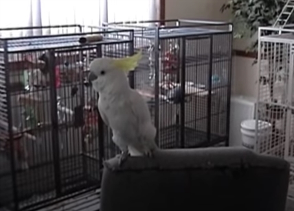 TRENDING NOW: Snowball the dancing cockatoo will make your day | iNFOnews.ca