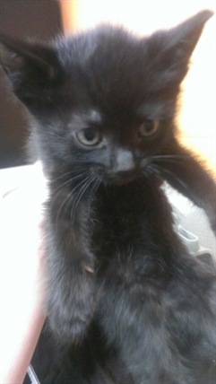 Looking for a forever home, Penticton SPCA Pet of the Week | iNFOnews.ca