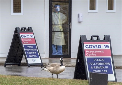 How Canada geese bounced back from near extinction to conquer North America | iNFOnews.ca How Canada geese bounced back from near extinction to conquer North America | iNFOnews.ca
