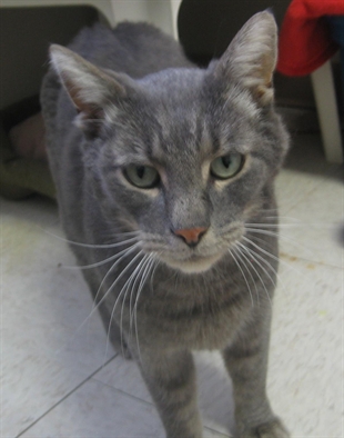 Looking for a forever home, Vernon SPCA pets of the week | iNFOnews.ca