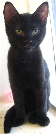 Looking for a forever home, Vernon SPCA pets of the week | iNFOnews.ca