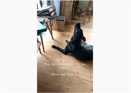 TRENDING NOW: This dog will sing, but only for the right song | iNFOnews.ca