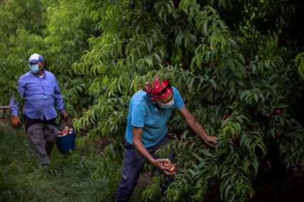 Virus spike in Spain reveals plight of seasonal farm workers | iNFOnews.ca