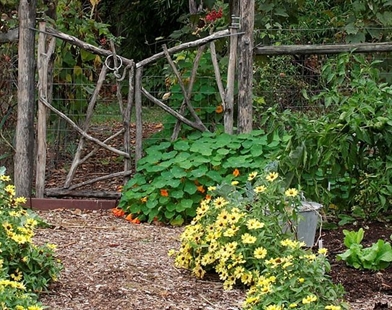 Daisies bring a sunny look to the garden | iNFOnews.ca