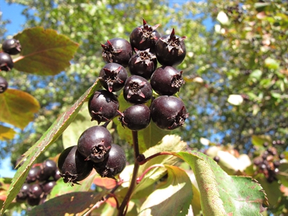 Here are 7 tasty berries growing wild in the Okanagan | iNFOnews.ca