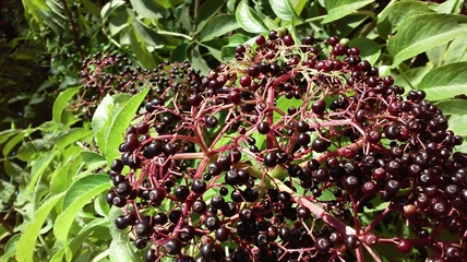 Here are 7 tasty berries growing wild in the Okanagan | iNFOnews.ca