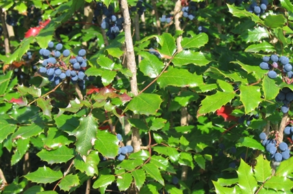 Here are 7 tasty berries growing wild in the Okanagan | iNFOnews.ca