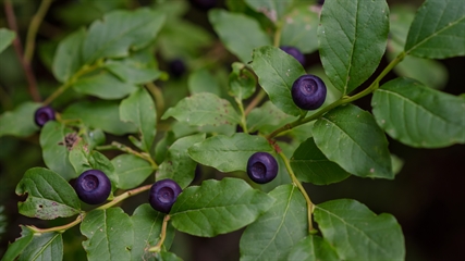 Here are 7 tasty berries growing wild in the Okanagan | iNFOnews.ca