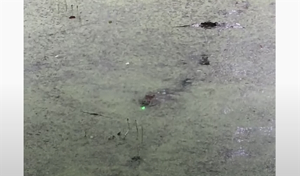 TRENDING NOW: These guys use a laser pointer to play with a gator | iNFOnews.ca