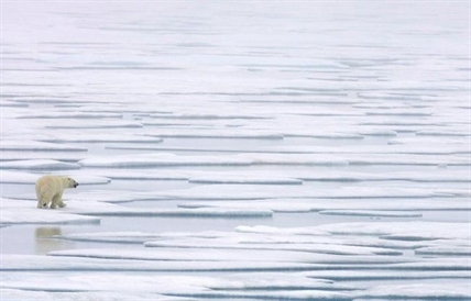 'Grim work:' Climate-change clock ticking on world's polar bears | iNFOnews.ca