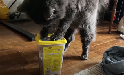 TRENDING NOW: Genius cat can open kitty treat container | iNFOnews.ca