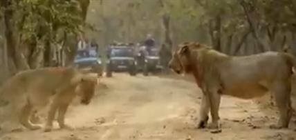 TRENDING NOW: Lioness makes sure everyone knows who's boss | iNFOnews.ca