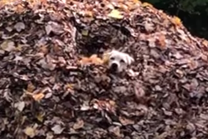 TRENDING NOW: Stella the dog doing what she loves most | iNFOnews.ca