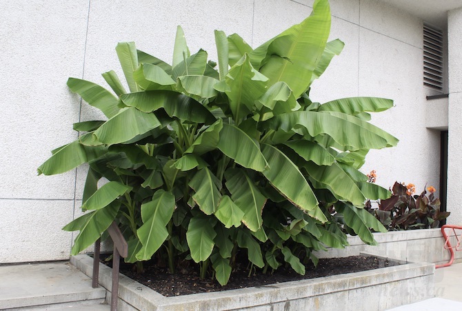 An outdoor banana tree in the Okanagan? Here's how you can grow yours | iNFOnews.ca An outdoor banana tree in the Okanagan? Here's how you can grow yours | iNFOnews.ca