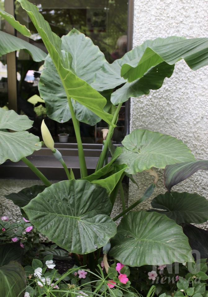 An outdoor banana tree in the Okanagan? Here's how you can grow yours | iNFOnews.ca An outdoor banana tree in the Okanagan? Here's how you can grow yours | iNFOnews.ca