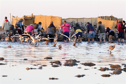 Eye candy: More than 50,000 pink flamingos mass in France | iNFOnews.ca