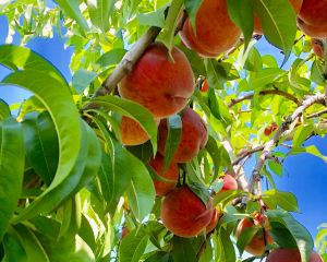 Peaches on a tree.