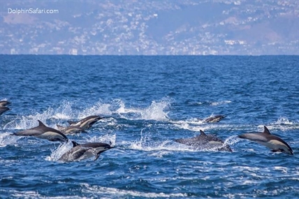iN VIDEO: Dolphin stampede greets Southern California whale watchers | iNFOnews.ca