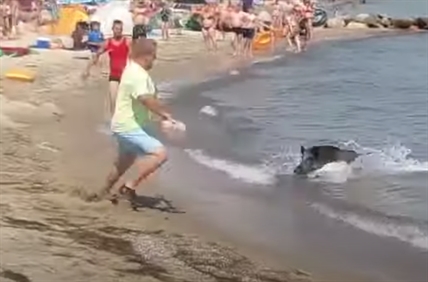 TRENDING NOW: Wild boar surprises German beachgoers | iNFOnews.ca
