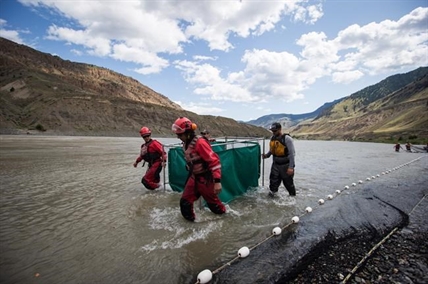 B.C. Indigenous leaders call for closure of all Fraser River sockeye fisheries | iNFOnews.ca B.C. Indigenous leaders call for closure of all Fraser River sockeye fisheries | iNFOnews.ca