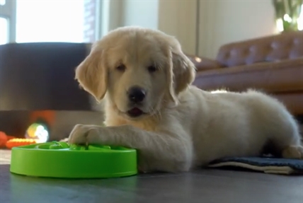TRENDING NOW: Golden retriever puppy flabbergasted by new food dish | iNFOnews.ca TRENDING NOW: Golden retriever puppy flabbergasted by new food dish | iNFOnews.ca