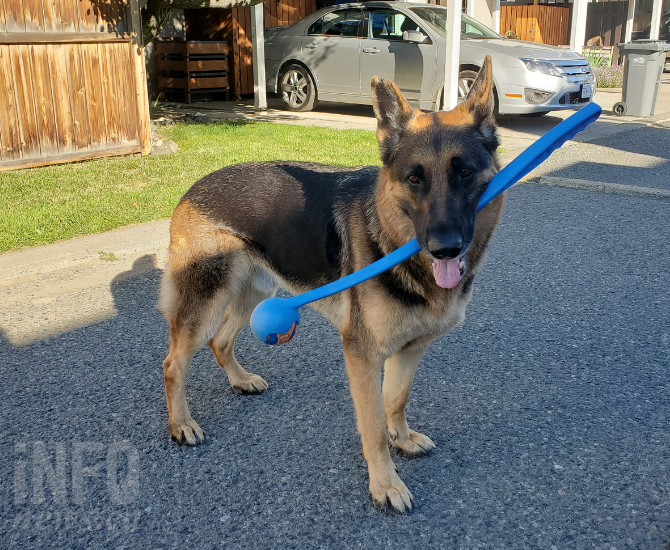 iN VIDEO: Kamloops dog waits patiently for his weekly treat from the garbage truck driver | iNFOnews.ca