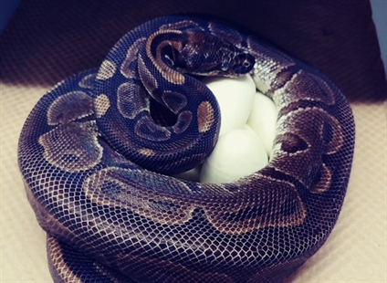 St. Louis Zoo says python laid 7 eggs without male help | iNFOnews.ca