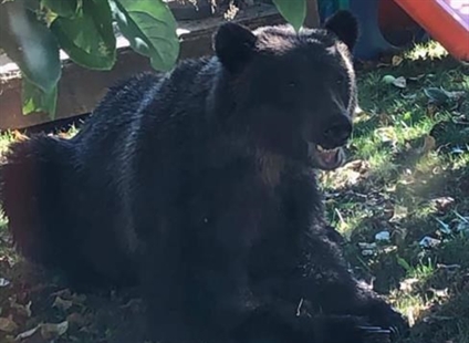 Fearless grizzly chows down on fallen fruit in busy Squamish neighbourhood | iNFOnews.ca Fearless grizzly chows down on fallen fruit in busy Squamish neighbourhood | iNFOnews.ca