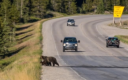 Death of mother grizzly a 'big loss' for bear population in Banff park: experts | iNFOnews.ca Death of mother grizzly a 'big loss' for bear population in Banff park: experts | iNFOnews.ca