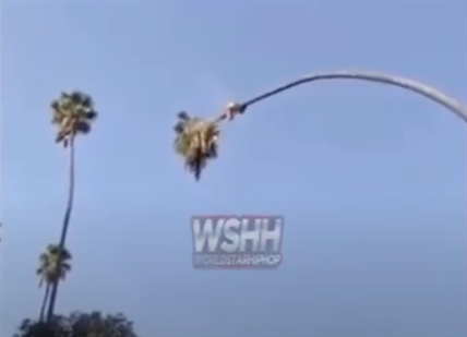 TRENDING NOW: Man escapes with his life after topping palm tree | iNFOnews.ca