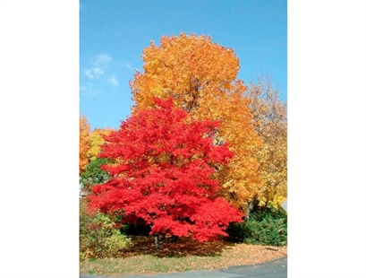 Best time to plant a tree? Probably now | iNFOnews.ca Best time to plant a tree? Probably now | iNFOnews.ca