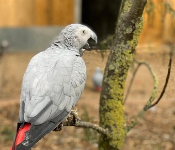 Gray parrots separated at zoo after swearing a blue streak | iNFOnews.ca