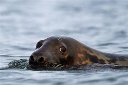 iN VIDEO: Conservation success or pests? Seals spark passionate debate | iNFOnews.ca iN VIDEO: Conservation success or pests? Seals spark passionate debate | iNFOnews.ca