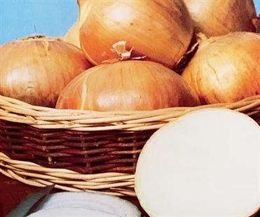 Sexualized onions: Facebook lifts ban on Newfoundland seed company's ad | iNFOnews.ca Sexualized onions: Facebook lifts ban on Newfoundland seed company's ad | iNFOnews.ca