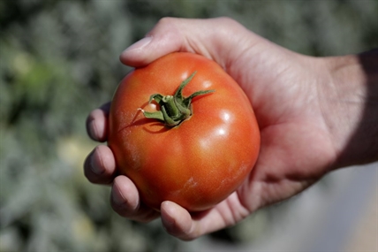 Tomatoes, turnips rule in big year for veggie gardening | iNFOnews.ca Tomatoes, turnips rule in big year for veggie gardening | iNFOnews.ca