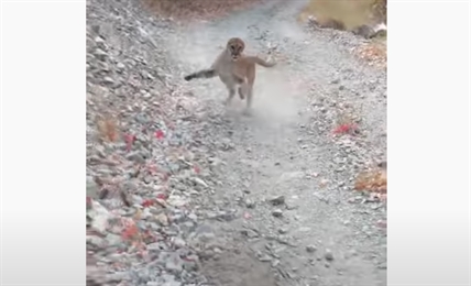 TRENDING NOW: Cougar stalks trail runner for six minutes in Utah | iNFOnews.ca TRENDING NOW: Cougar stalks trail runner for six minutes in Utah | iNFOnews.ca