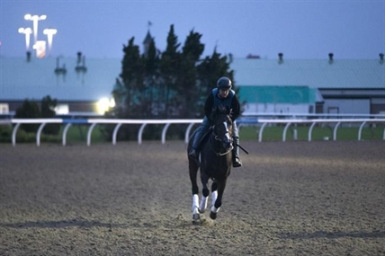 One-eyed colt Mighty Heart just one victory away from capturing Canadian Triple Crown | iNFOnews.ca