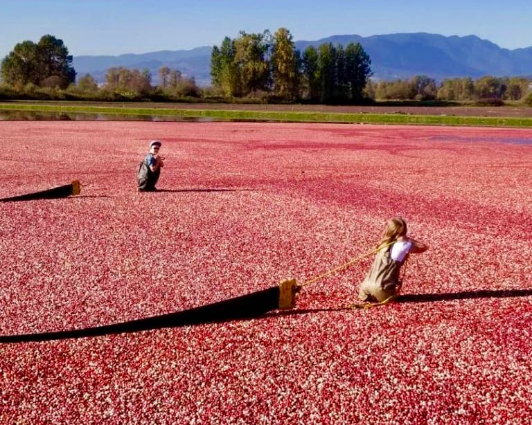 Cranberries: A B.C. love story | iNFOnews.ca