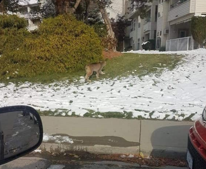 iN VIDEO: Bobcat spotted out for a stroll in Kamloops | iNFOnews.ca