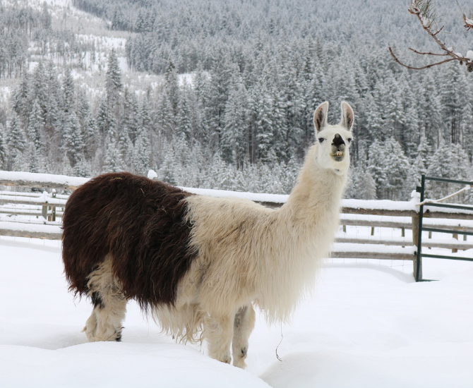 The largest llama sanctuary in Canada is just a short drive away | iNFOnews.ca