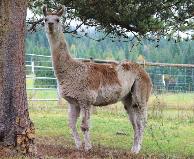The largest llama sanctuary in Canada is just a short drive away | iNFOnews.ca