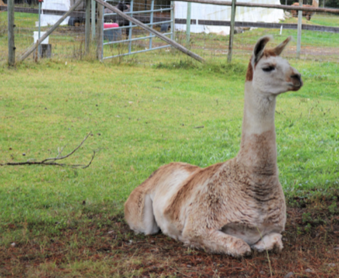 The largest llama sanctuary in Canada is just a short drive away | iNFOnews.ca