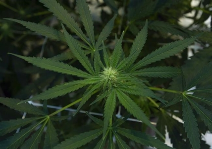 Cannabis company Hexo proposes share consolidation plan to boost share price | iNFOnews.ca Cannabis company Hexo proposes share consolidation plan to boost share price | iNFOnews.ca