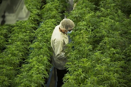 Large fire breaks out at cannabis facility in Delta, B.C., no injuries reported | iNFOnews.ca Large fire breaks out at cannabis facility in Delta, B.C., no injuries reported | iNFOnews.ca