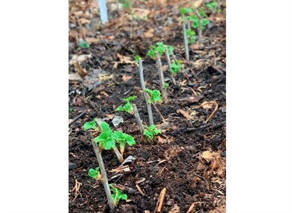 Like magic: Multiply your trees, shrubs by using cuttings | iNFOnews.ca